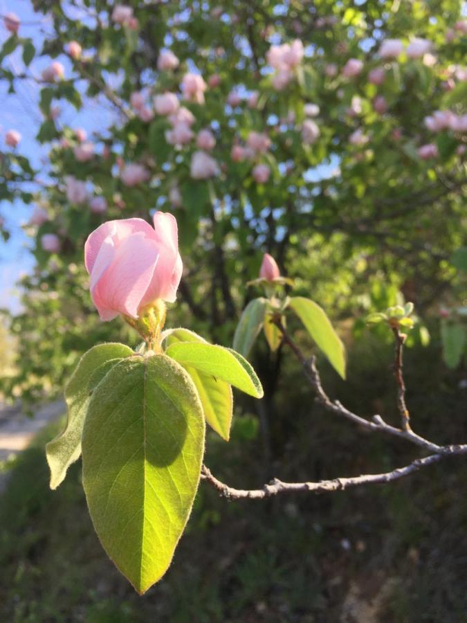 Gite La Cerise Qui Rit La Cresse Εξωτερικό φωτογραφία